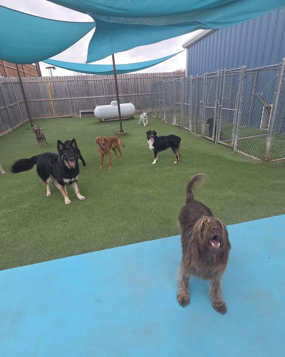 Turf play yard with shade sails and chain-link kennel runs at a Salado pet resort